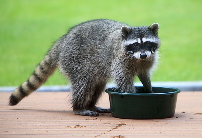 How Raccoons Damage Attics And Rooflines - And Why Professional Removal Matters
