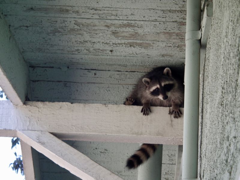 How Raccoons Damage Attics And Rooflines - And Why Professional Removal Matters