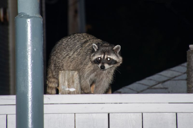 How Raccoons Damage Attics And Rooflines - And Why Professional Removal Matters