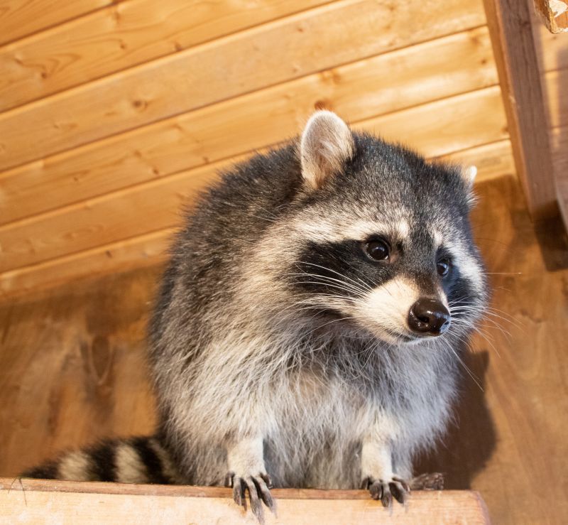 How Raccoons Wreak Havoc In Attics And Chimneys