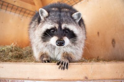 How Raccoons Wreak Havoc In Attics And Chimneys