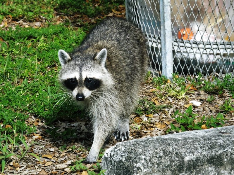 Raccoon Trapping