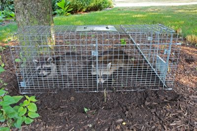 Raccoon Trapping