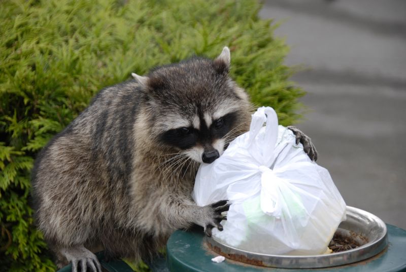 Raccoon Debris Cleanup