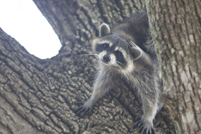 Timing for Raccoon Removal