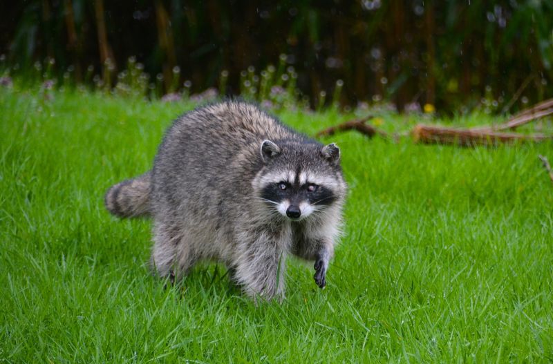 Local Animal Control