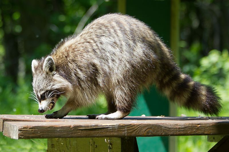 Why Raccoons Target Garbage Areas And Move Into Nearby Homes