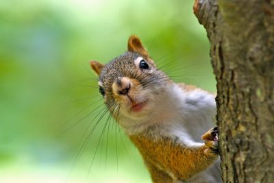 Squirrel Chewing