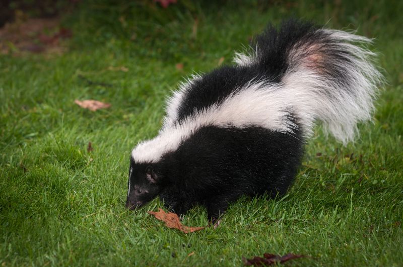Skunk Digs