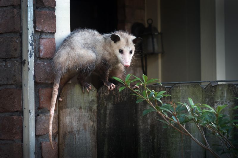 Opossum in the Attic