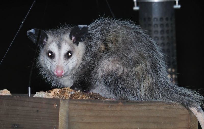 Opossum in the Garage